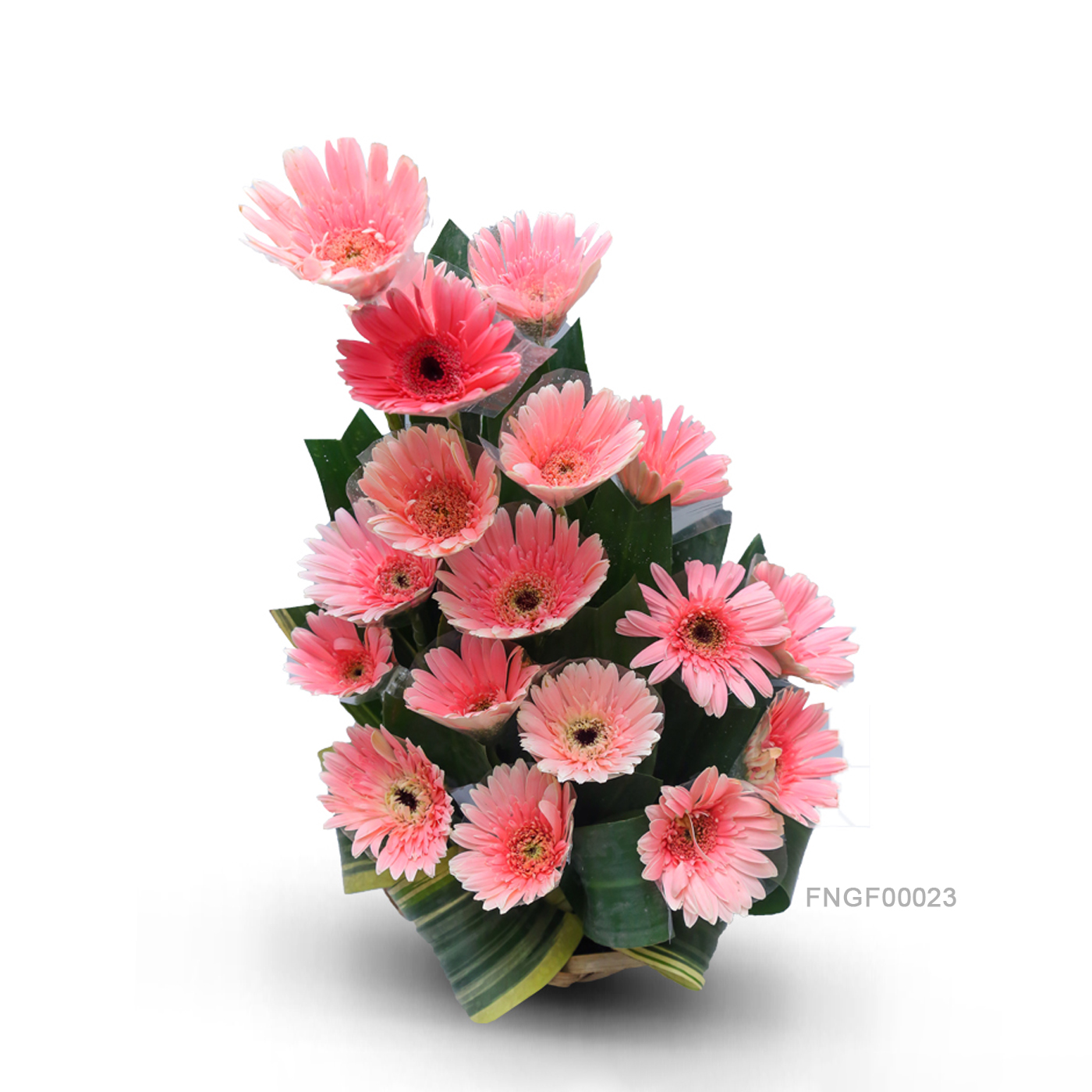 Cherry Blossom Gerbera