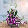 Orchid Glory Elegance